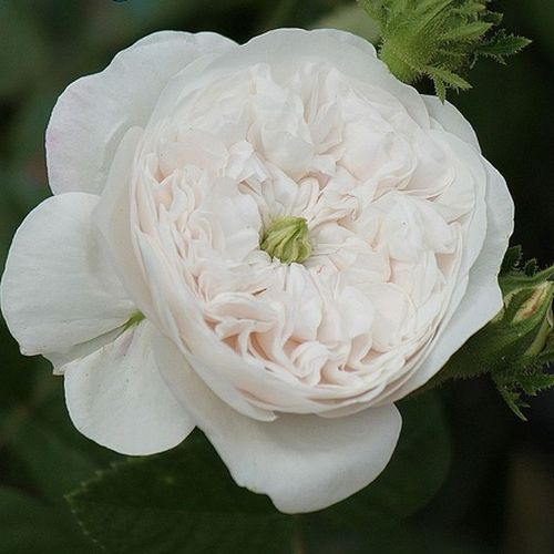 Rosa  Madame Hardy - bílá - Stromkové růže s květy anglických růží - stromková růže s keřovitým tvarem koruny